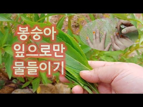 봉선화 물들이기(봉숭아 물들이기)잎사귀만으로 가능 - 꽃잎은 없어도 되요