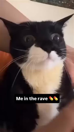 @dailyravepost on Instagram: "Since the late 1980s and early 1990s, large-scale music festivals—particularly those centered on electronic dance music—have developed parallel cultures around substances used to enhance endurance, mood, and sensory perception. Historians of nightlife note that as rave culture expanded from underground warehouses into mainstream festivals, certain behaviors became widely recognized symbols of the scene. Among them was the visible ritual of “popping” pills, a shortha