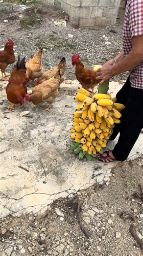 Happy Chickens Go Crazy for Fresh Bananas! 👀