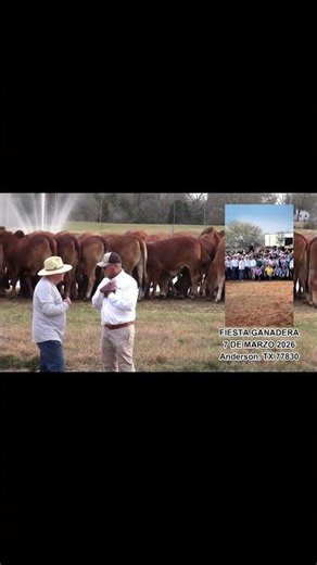 Invitation to the Rio Ranch Livestock Fair #campodemexico #bulls #cow #brahman #houston