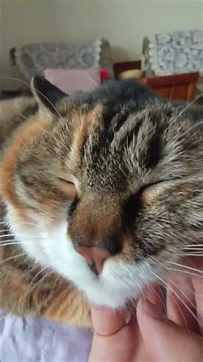 Does Oh Li Zi Love Me Too? Cutest Pet Confession