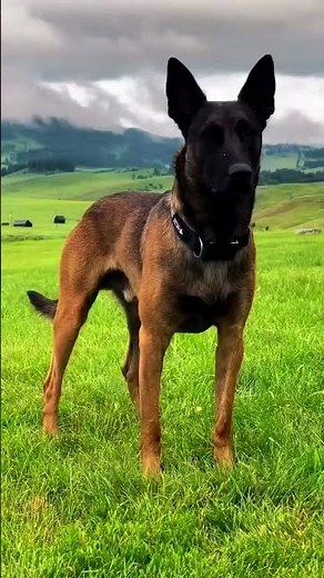 Top 3 GUARD DOG Breeds You Need to Know
