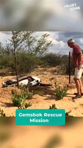 This Heroic Rescue Will Melt Your Heart – Watch as This Brave Man Saves an Animal in Need