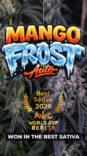 Mango Frost Auto — Best Sativa 2026