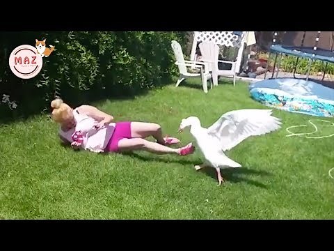 Swans Attacks | Funny Swans Attacking People! Hilarious! Funniest Animals Videos 2019 | MAZ TOP