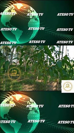 Welcome everyone! It’s time to start learning Ateso.