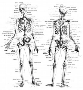 Comment apprendre le dessin d'anatomie du corps humain