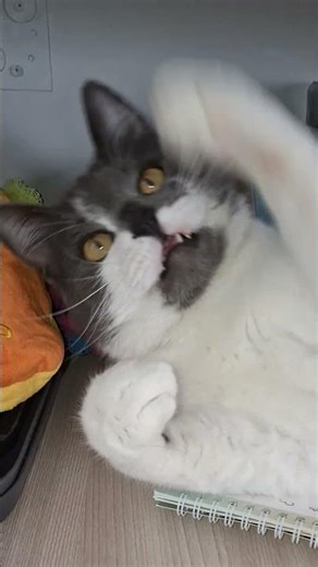 When you really want to play, but you're too LAZY to get up... 😂💤 #cats #viral #shorts