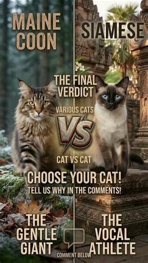 Maine Coon vs Siamese 🐱🔥 | Which One Would You Choose?