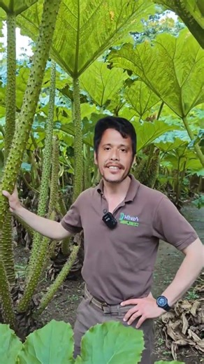 This giant called gunnera plants #plants