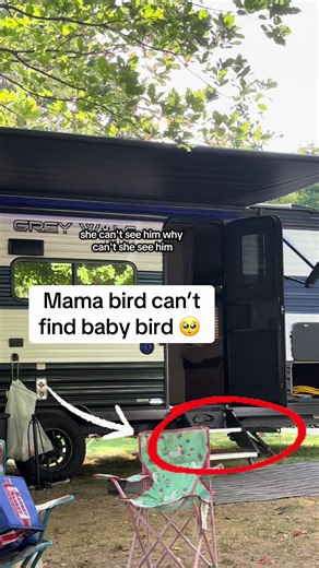 Hope he finds his way #nataure #babybird #mamabird #mothernature | birds