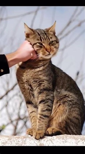 slap cat oh no!!!! #cat #funny #funnyvideo #kids