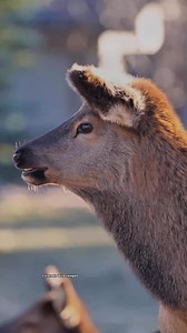 I love listening to the cows and calves calling each others. Turn up your volume! 🔊🔊🔊 #elk #cutebaby #cute #wildlife #wildanimals #wild #fbreelsfypシ゚ #fypシ #fyp #reels #love #estespark | Colorado Wild Images