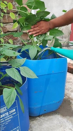 🌱 Liquid Fertilizer Mixing Ratio Explained | How Much Water to Add for Best Results