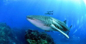 Discover 8 Spectacular Fish Found in the Philippines