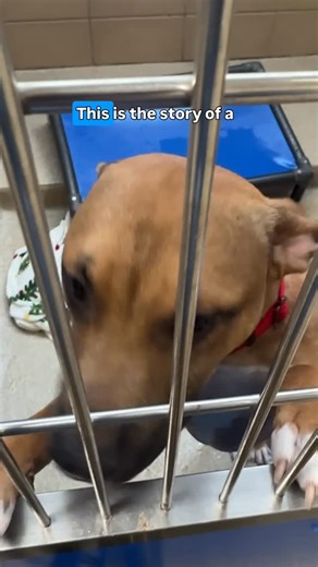 MSPCA-Angell on Instagram: "Our animal transport program makes it possible for us to welcome thousands of dogs and cats each year from shelters around the country that are overwhelmed by high intake. We want to give special thanks for the staff and volunteers at Northeast Animal Shelter who are relentlessly dedicated, as they receive all of our transported dogs and prepare them for adoption. We’re committed to being a lifeline for shelters that are forced to make heartbreaking decisions, includi