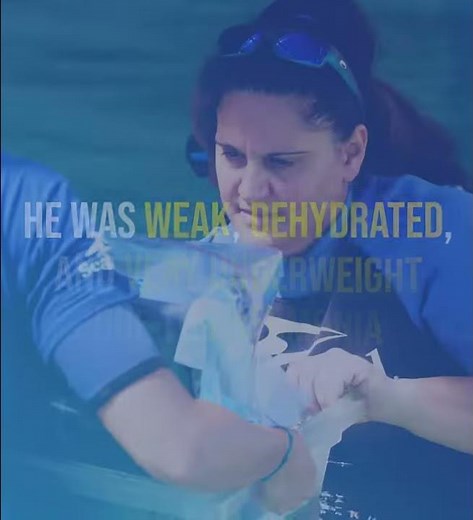 SeaWorld Dolphin Rescue - Hemmingway