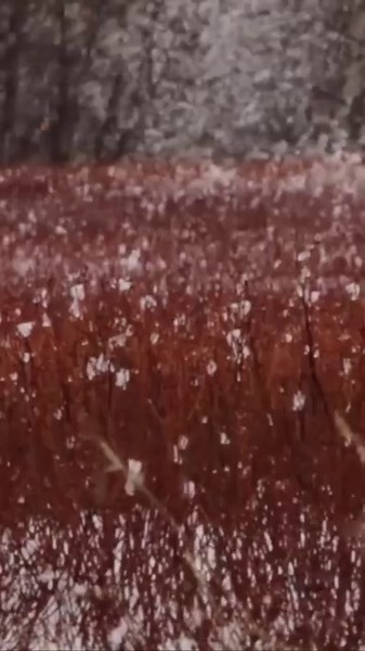 As a blanket of snow settles on top of the wild blueberry barrens, the tiny, blue berries thrive in the cold harsh climate, developing the high concentration of anthocyanins that transform them into the hearty superfood we love. 🫐✨ Discover the magic behind Maine's wild blueberry barrens ❄️ www.wildblueberries.com/why-wild/growing-harvest/ | Wild Blueberries