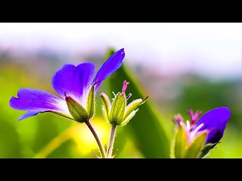 Relaxing Morning Music with Bird Sounds | Angeline