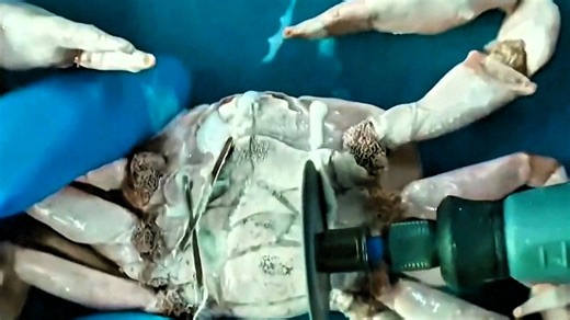 医生用石膏据切开粉色的螃蟹，乳白色的冰虫竟以肉眼可见的速度吞噬血细胞