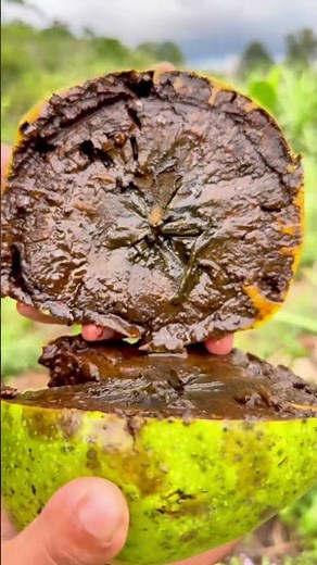 Diospyros nigra #reels #fruit