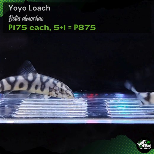 YOYO LOACH | Got Fish