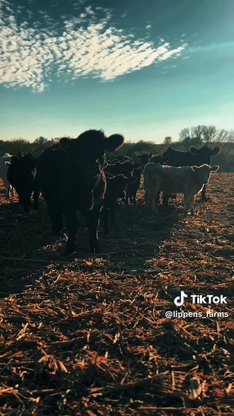 Exploring Cattle Farming with Pastors and Calves