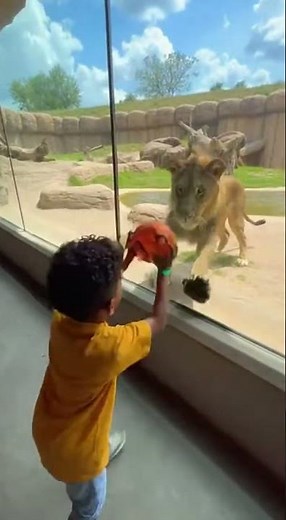 Amazing Zoo Clip: Boy and Lion Play Together — Must See!