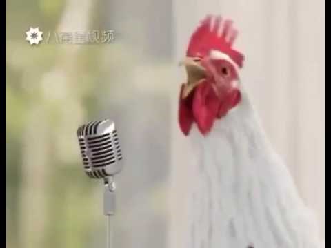 Singing hens