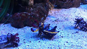 Cephalopod Week continues! Squid and cuttlefish (or cuttles) are cephalopods that each have 8 arms and 2 elongated feeding tentacles, for a total of 10 appendages. Cuttlefish are renowned for their camouflage and color-changing abilities. They are capable of changing color by contracting and relaxing small pigment cells called chromatophores. The video below shows a flamboyant cuttlefish (Metasepia pfefferi) performing a classic "passing cloud" coloration. Squids do not have the color range that