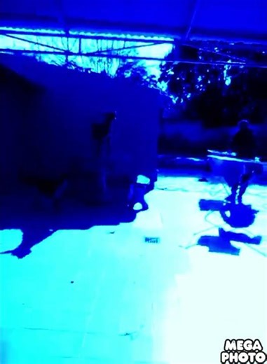 Dog Angry v98 vs v99 In Chorded Mega Photo Pro (Apple iPhone 12 Max Pro)