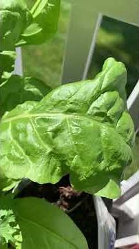 Growing Swiss Chard in Small Spaces! #garden #gardening