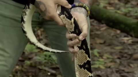 Watch Out for These 7 Lethal Snakes in Brazil: Venom That Kills in Seconds
