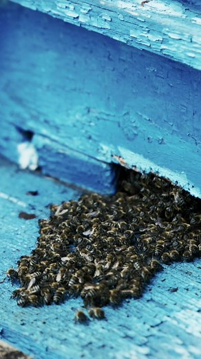 Cooking with Bees: Delicious Kebab Recipe | ASMR Cooking Video