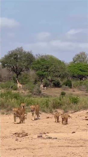 "Wildlife Footage That Will Leave You Speechless