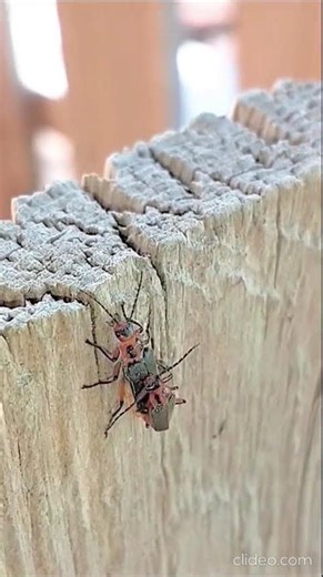 Lightning Bug carrying a smaller one "piggyback" during mating season. Nashville Tennessee USA 🎶