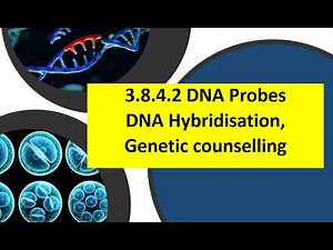 3.8.4.2 DNA Probes - AQA A level Biology