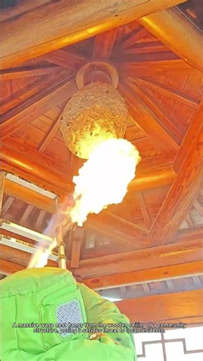 Firefighters Remove Giant Wasp Nest with Fire