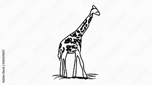 Giraffe Line Drawing Animation Transparent Background Vector Motion Graphics Loop