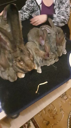 Engaging Moments with Pet Rabbits at Home