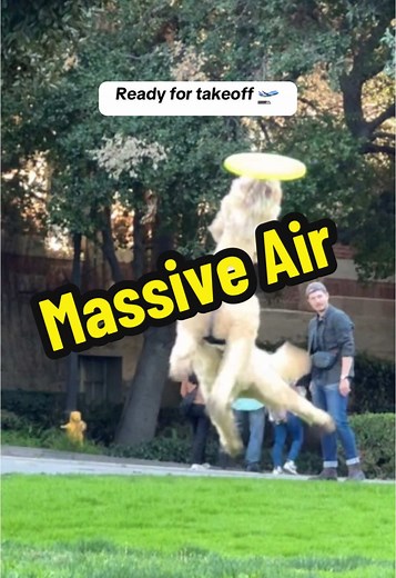 Airborne is his preferred state 💺 #dogsoftiktok #labradoodle #dogtricks #cuteanimals #dogtraining