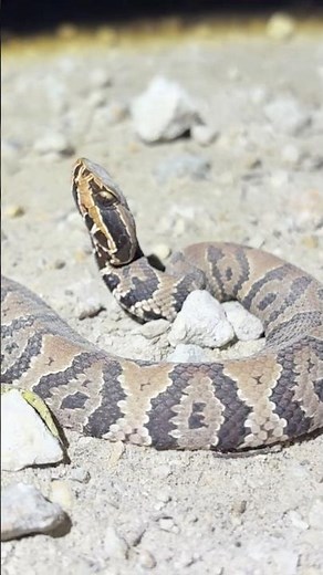 Handling a Florida Cottonmouth