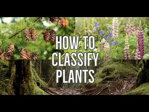 How Can You Classify Plants?