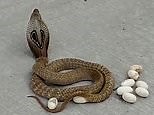 Pregnant cobra in India lays eggs in the middle of a street