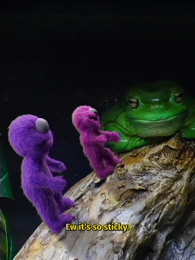 Splendid Tree Frog: Identification, Skin Care & Why You Shouldn't Touch It