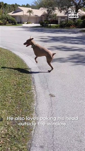 296K views · 9.4K reactions | See human? I can run on two legs too! #dogs #running | Try Not to Laugh | Facebook