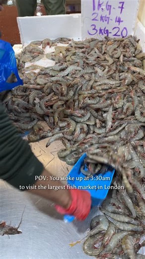 London’s iconic Billingsgate Fish Market - the city’s busiest and most historic seafood hub 🦑 Have you ever visited Billingsgate Market in Canary Wharf? #fishmarket #billinsgatemarket | Gioacchino russo