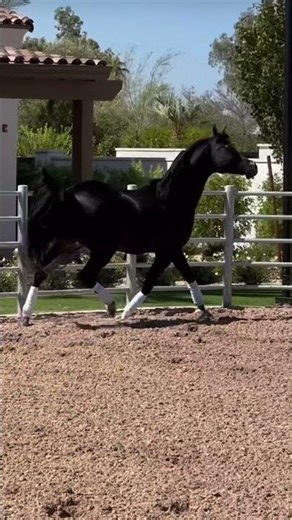 This black Arabian horse shines with every powerful step 🐎✨🖤 I #horse #ArabianHorse #horsevideo