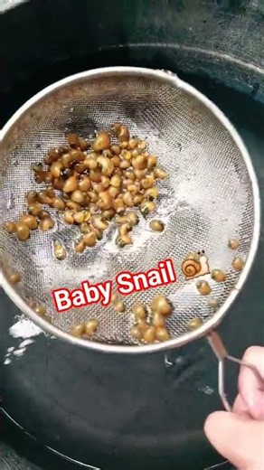 This Baby Snail is So Cute #snails #satisfying #wildlife