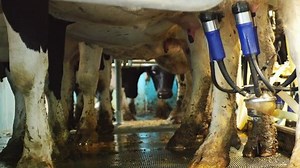 Dairy Cows Being Milked Stock Footage Video (100% Royalty-free) 7869499 | Shutterstock